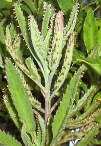 KVITER Leopard Mother of Thousands Kalanchoe Daigremontiana Alligator Plant