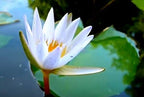 Live Aquatic Plant Pale Blue Nymphaea Daubenyana Tropical Water Lilies Tuber for Aquarium Freshwater Fish Pond by Greenpro