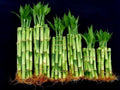 Lucky Bamboo Plants, 60 Stalks Mixed Bundle, (4" X20+6" x20+8" x20 Pieces) Fresh Live Indoor Plants
