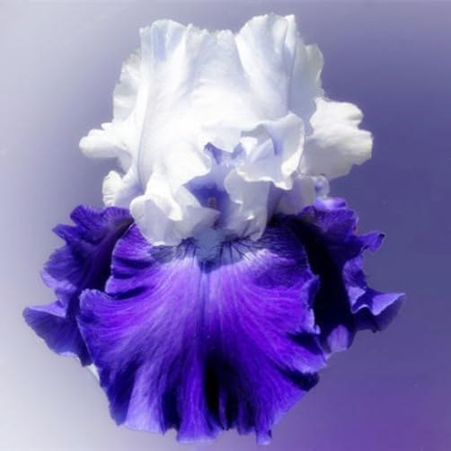 35 Mixed Color Rare Heirloom Iris Seeds - Stunning Colors for Your Garden - Uncommon Varieties