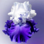 35 Mixed Color Rare Heirloom Iris Seeds - Stunning Colors for Your Garden - Uncommon Varieties
