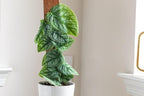Monstera Dubia Plant Soil Mix - Trusted by Garden Experts for Thriving and Healthy Plants - 20 Quart (4 Bags of 5 Quart)