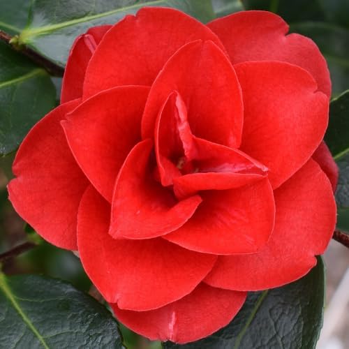 9 Months Old Camellia Tree Live Plant, Camellias Plants Shrub, Large Flower Well-Rooted in Pot, Indoor Outdoor, Cold Hardy (Red)