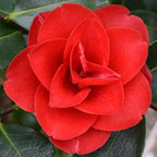 9 Months Old Camellia Tree Live Plant, Camellias Plants Shrub, Large Flower Well-Rooted in Pot, Indoor Outdoor, Cold Hardy (Red)