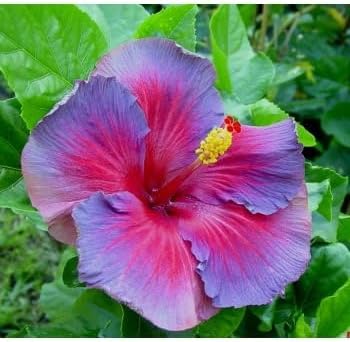 30pcs Mix Colors Giant Hibiscus Seeds - Non-GMO Heirloom Variety - Vibrant Blooms for Your Flourishing Garden