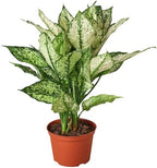 HOUSE PLANT SHOP | Chinese Evergreen 'First Diamond' - 4" Pot | Live Indoor Plant | Easy to Care | Natural Décor Plant | Great Gifts | Free Care Guide