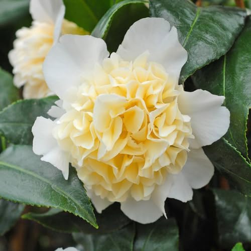 Camellia Plants Live, Rare Camellias Tree Live Plant, Vibrant Flower Shrub, Well-Rooted in Pot, Indoor Outdoor Flowering Zones 7-10 (Yellow White)