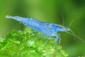 SF Aquatic™ 20 Blue Velvet High Grade Live Freshwater Aquarium Neocaridia Shrimps Inverts. Adult Breeding Age. Live Arrival Guarantee.