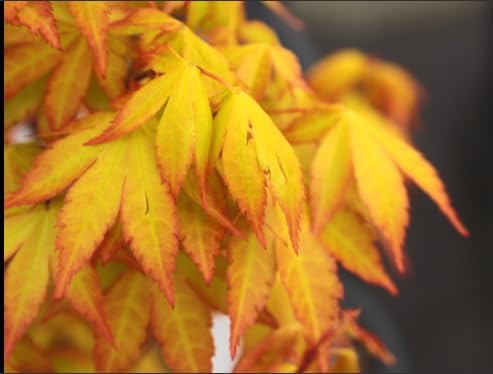 Golden Falls Japanese Maple Tree – Rare Cascading Variety – Brilliant Golden Foliage – Perfect for Landscape, Garden, Patio & Bonsai –3 Year Live Plant