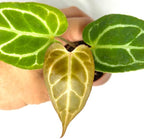Anthurium Live Plant in 2" Pot - Anthurium Crystalline - Easy to Care, Low Light, Air Purifying Indoor Houseplants Flowers for Home Office Wedding Decor & Giftable (Heat Pack Included)