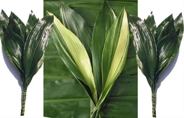 Cast Iron Plant Aspidistra, Assorted- Hardy, Evergreen, Low Light Indoor/Outdoor Plant- Pet Safe, Drought Tolerant, Container-Friendly 6" Pot