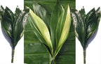 Cast Iron Plant Aspidistra, Assorted- Hardy, Evergreen, Low Light Indoor/Outdoor Plant- Pet Safe, Drought Tolerant, Container-Friendly 6" Pot