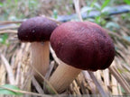 Root Mushroom Farm- 30 Mushroom Liquid Cultures /Wine Cap(Stropharia rugoso-Annulata)