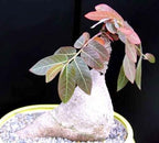 Caudex Plants Mixed Seeds, Rare Caudiciform Species, 20 Seeds by Exotic Succulent Collection