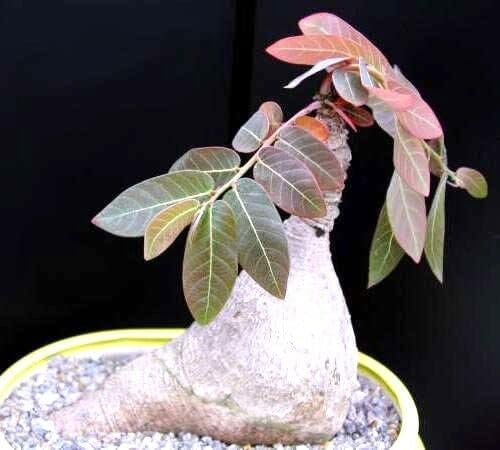 Caudex Plants Mixed Seeds, Rare Caudiciform Species, 20 Seeds by Exotic Succulent Collection