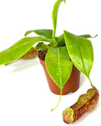 Nepenthes Gaya Live Plant in 2" Pot - Nepenthes Gaya Carnivorous Live Plants - Air Purifying Indoor House Plants Flowers for Home Office Wedding Decor & Birthday Gift (Heat Pack Included)