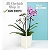 Large Purple Live Orchids Blooming in 5" Blue & White Orchid Pot, Pet Friendly Live Plant Gifts for Plant Lovers, Approx. 22"+ Tall, Real Houseplants, Phalaenopsis Moth Flowers by Plants for Pets