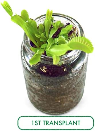 Venus Flytrap Kit, Live Venus Fly Trap Terrarium Included/DIY Beginner Friendly Starter Kit, Educational Growing Plant, Exotic Native
