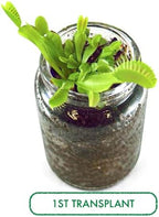 Venus Flytrap Kit, Live Venus Fly Trap Terrarium Included/DIY Beginner Friendly Starter Kit, Educational Growing Plant, Exotic Native