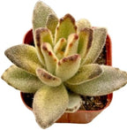 2" Unique Succulents Plants Live, Live Starter Succulent Plants, Easy Care House Plants Rooted in Succulent Soil Mix, By The Succulent Cult (Kalanchoe Tomentosa Chocolate Soldier)