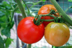 Big Boy Tomato Live Vegetable Plants, 4-Pack