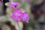 RedCrocus Valley High Campion Silene dioica- Vibrant Pink Blooms, Pollinator Attractant, Shaded Garden or Container Plant, Deer & Pet Safe 1 Gallon (Pack of 5)