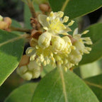 Mediterranean Bay Leaf, Bay Laurel Live Plant. Saratoga/Standard Varieties - Laurus Nobilis. Fragrant, Fresh, Edible. Pots/Ground Planting. Mild/Strong Flavor (2 Srtg + 2 Std Bay Plants in Cup)