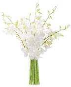 KaBloom - 10 White Orchid without vase - Fresh Flowers for Birthday, Valentine's & Mother's Day