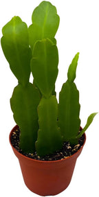 BubbleBlooms Epiphyllum Orchid Cactus in a 4 inch Pot Disocactus ackermannii,