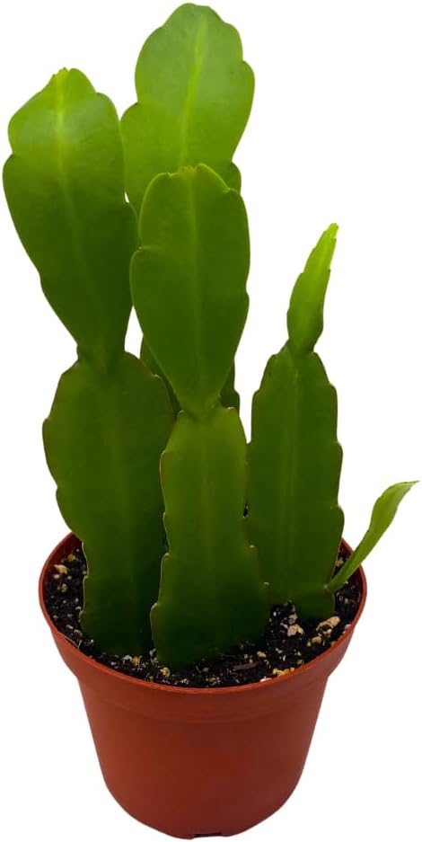BubbleBlooms Epiphyllum Orchid Cactus in a 4 inch Pot Disocactus ackermannii,