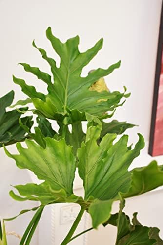 Philodendron Variety Pack - 5 Live Plants in 2 Inch Pots - Grower's Choice of Rare and Elegant Indoor Houseplants