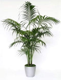 New Fresh 10pcs Green Kentia Palm Tree Seeds Generic