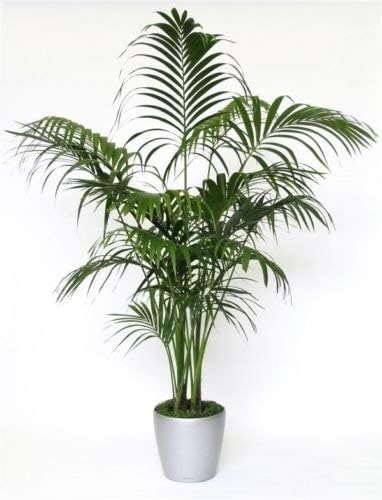 New Fresh 10pcs Green Kentia Palm Tree Seeds Generic