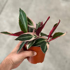 Stromanthe Triostar Live Plant in - Stromanthe Triostar Live Plants - Easy to Grow Air Purifying Indoor House Plants Flowers for Home Office Wedding Decor & Birthday Gift (2")(Heat Pack Included)