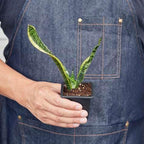 Snake Plant Laurentii Live Plant for Indoor | Different Houseplants in 3'' Pot | Real House Plant for Living Room, Office, Desk & Bathroom | Laurentii | Mother-in-law's Tongue
