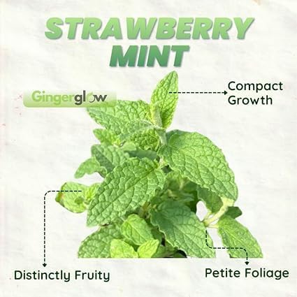 Strawberry Mint Plants Live, Mint Plants for Inside and Home Décor, 3-Inch Potted Fresh Herb for Kitchen Gardens and Indoor Outdoor Growing