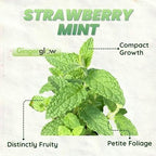 Strawberry Mint Plants Live, Mint Plants for Inside and Home Décor, 3-Inch Potted Fresh Herb for Kitchen Gardens and Indoor Outdoor Growing
