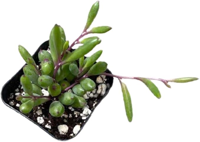 Live Trailing Plants String Plants (2”Pot Othonna Capensis/Ruby Necklace)