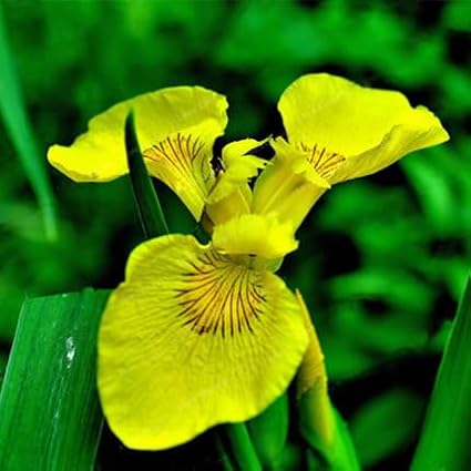 35 Mixed Color Rare Heirloom Iris Seeds - Stunning Colors for Your Garden - Uncommon Varieties