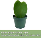 Hoya Heart Kerri Live Plant 2 inch Pot - Heart Succulents Plants Live - Rare Air Purifying Succulents House Plants for Home Office Wedding Decorations & Birthday Gift (Heat Pack Included)