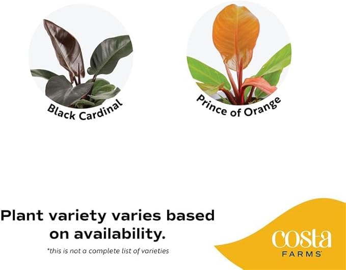 Costa Farms Philodendron Live Plant in Decorative Pot, Air Purifying Indoor Houseplant, Assorted Variety, Home, Room, or Office Decor, House Warming or Birthday Gift, 12-18 Inches Tall