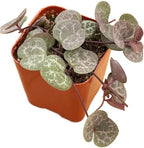 Succulents Plants Live 2" String of Hearts, Live Mini Succulent Plants, Easy Care House Plants Rooted in Succulent Soil Mix, by The Succulent Cult