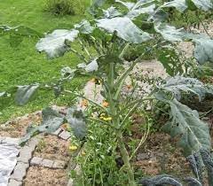 New Fresh 100pcs Walking Stick Kale Heirloom Seeds Generic
