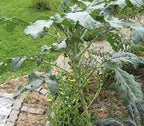 New Fresh 100pcs Walking Stick Kale Heirloom Seeds Generic