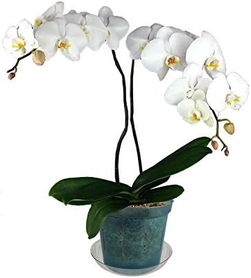 rePotme Slotted Clear Orchid Pots Growers Assortment (8 pots - 2 Each, Blue Sapphire)