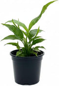 Variegated Spathiphyllum 'Domino' (4 inch) - Air-Purifying Houseplants - 4/6 inch Unique Live Decorative Houseplants - Low-Maintenance Indoor Plants, House Warming Gift, Natural Air Purifier
