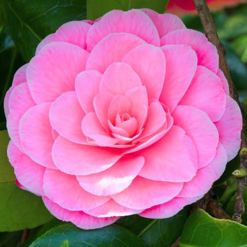 9 Months Old Camellia Tree Live Plant, Camellias Plants Shrub, Large Flower Well-Rooted in Pot, Indoor Outdoor, Cold Hardy (Pink)