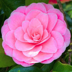9 Months Old Camellia Tree Live Plant, Camellias Plants Shrub, Large Flower Well-Rooted in Pot, Indoor Outdoor, Cold Hardy (Pink)