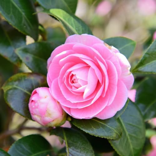 Camellia Plants Live, Rare Camellias Tree Live Plant, Vibrant Flower Shrub, Well-Rooted in Pot, Indoor Outdoor Flowering Zones 7-10 (Pink)