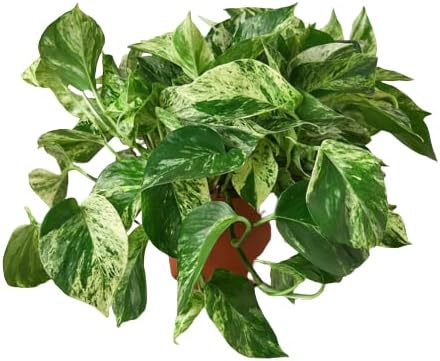 HOUSE PLANT SHOP | Pothos 'Green' - 6" Pot | Live Indoor Plant | Easy to Care | Natural Décor Plant | Great Gifts | Free Care Guide
